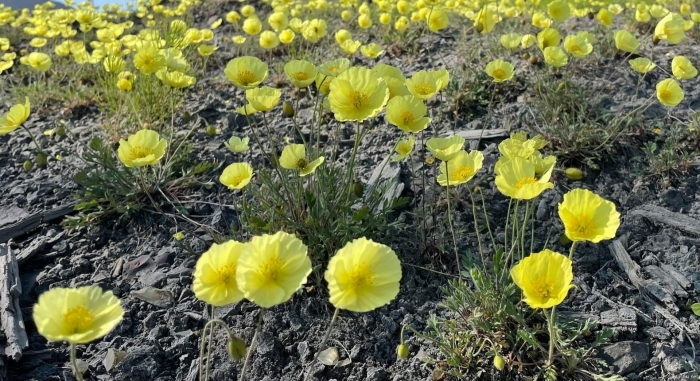 Арктический лютик