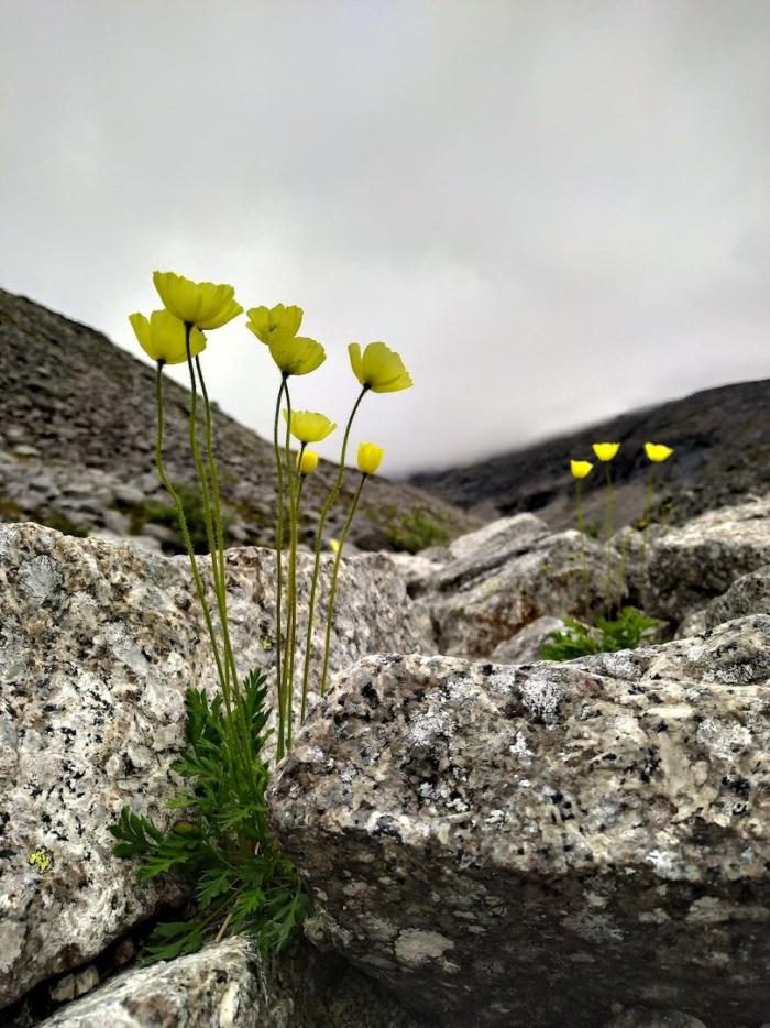 Полярный мак арктических пустынь