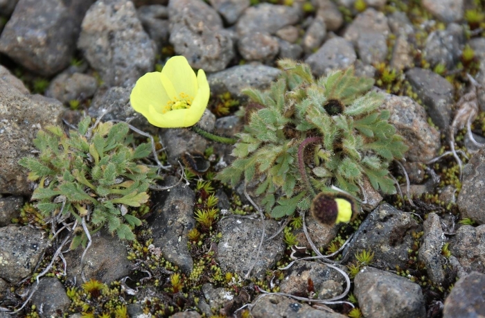 Полярный мак арктических пустынь