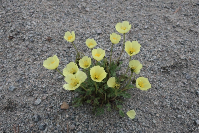 Полярный мак подушковидный