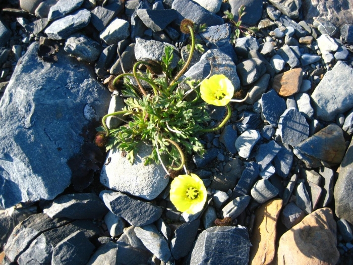 Мак полярный (papaver radicatum)