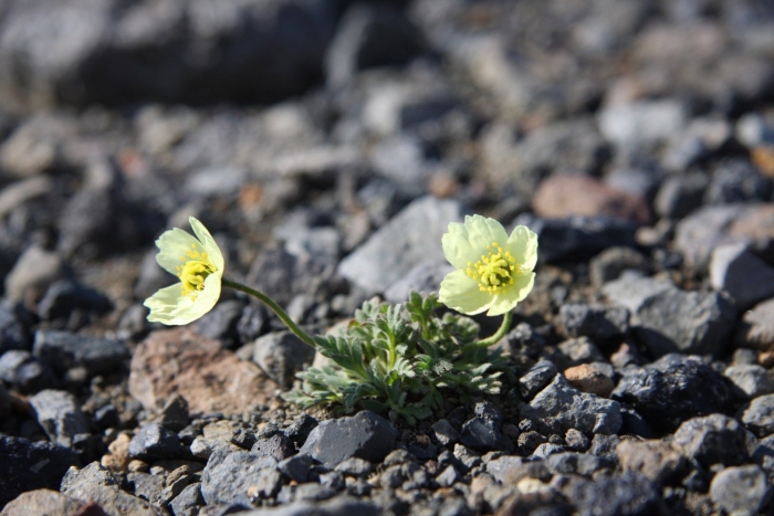 Мак полярный горный алтай