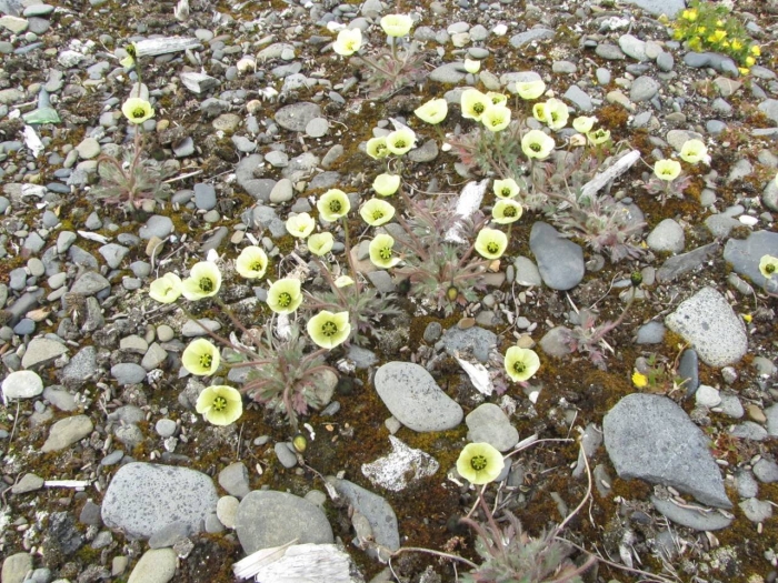 Мак ушакова