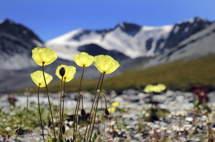 Альпийский мак