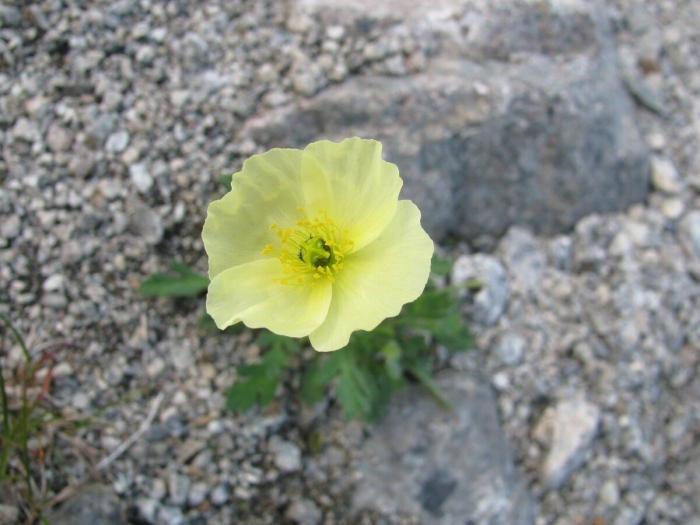 Желтый полевой мак байкал