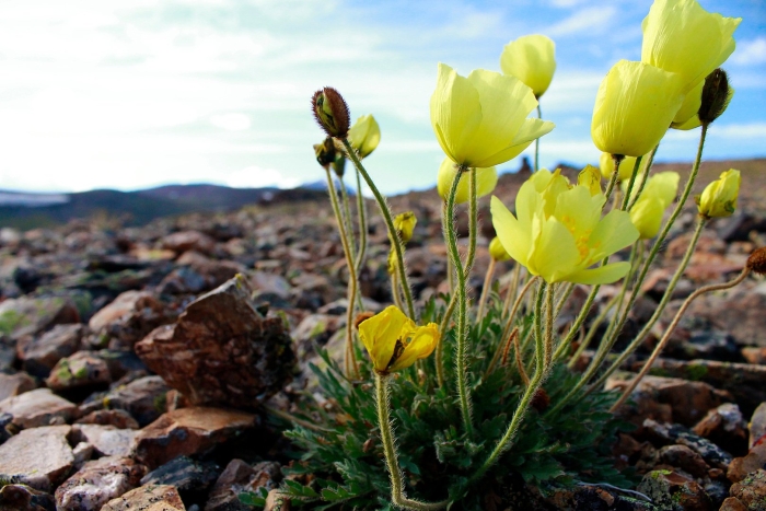 Полярный мак арктических пустынь