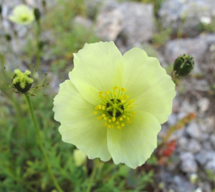 Полярный мак лапландский