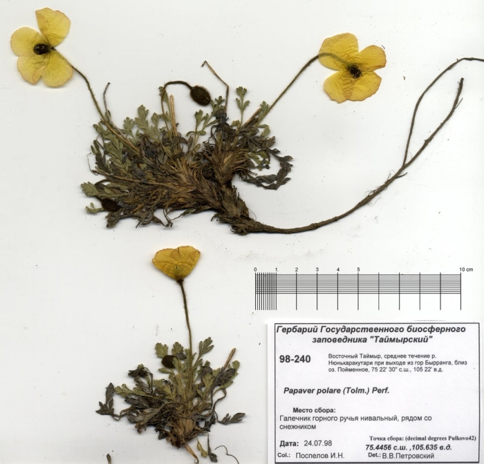 Papaver chionophilum