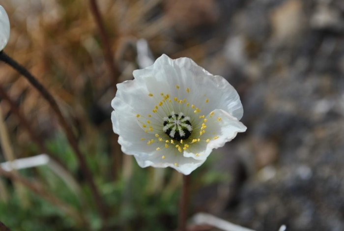 Papaver somniferum