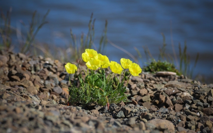 Растения арктики лютик арктический