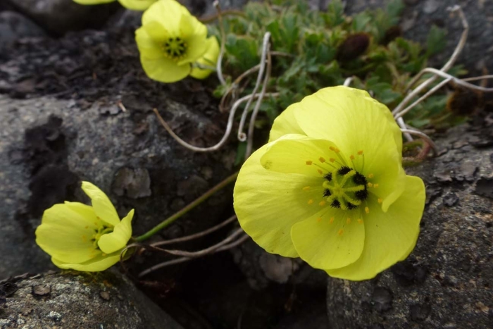 Полярный мак лапландский