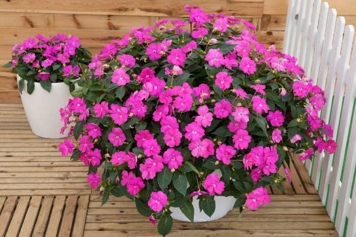 Бальзамин импатиенс