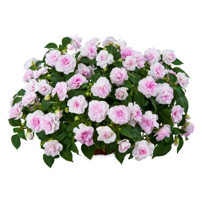 Бальзамин махровый афина