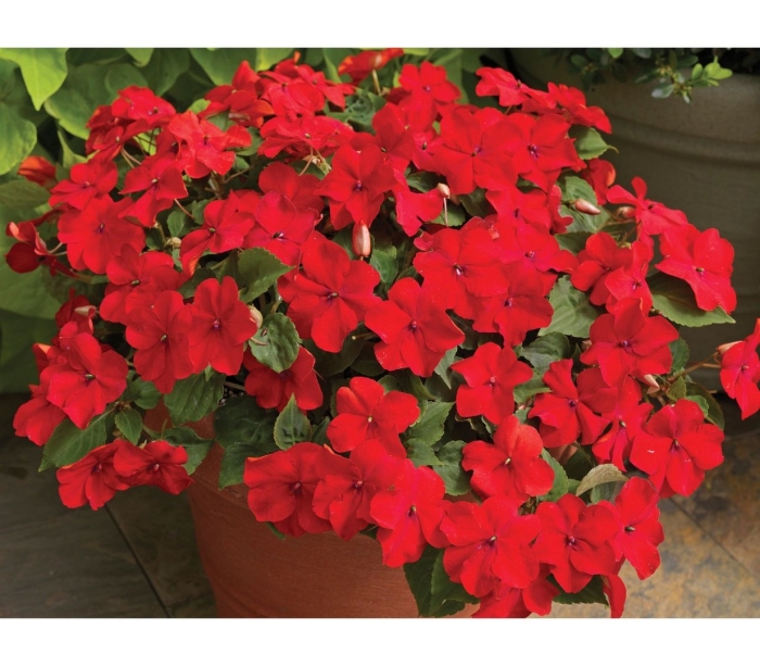 Бальзамин красный