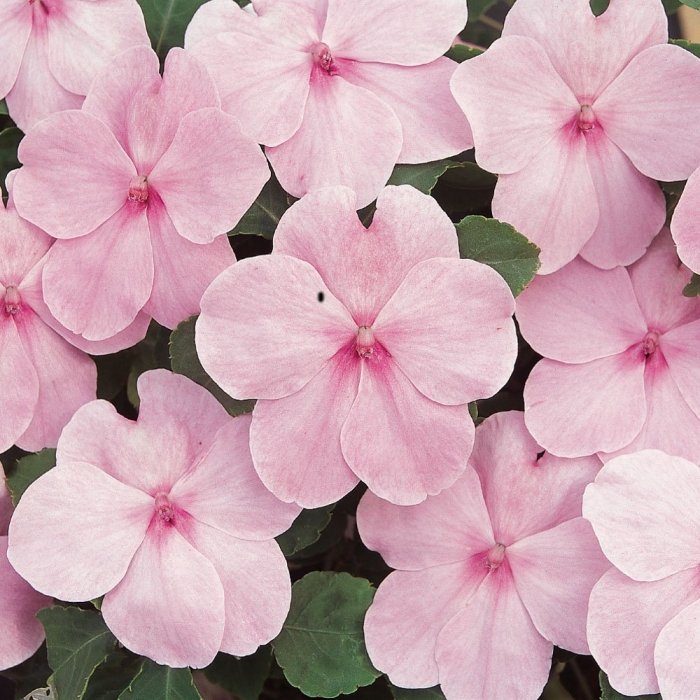 Бальзамин уоллера карнавал блаш