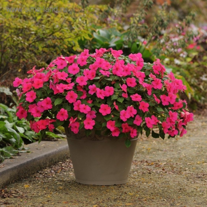 Бальзамин султановидный