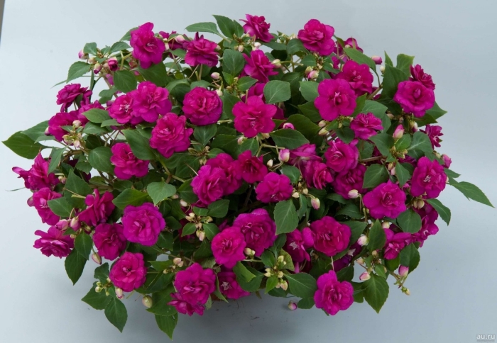 Бальзамин махровый афина брайт парпл