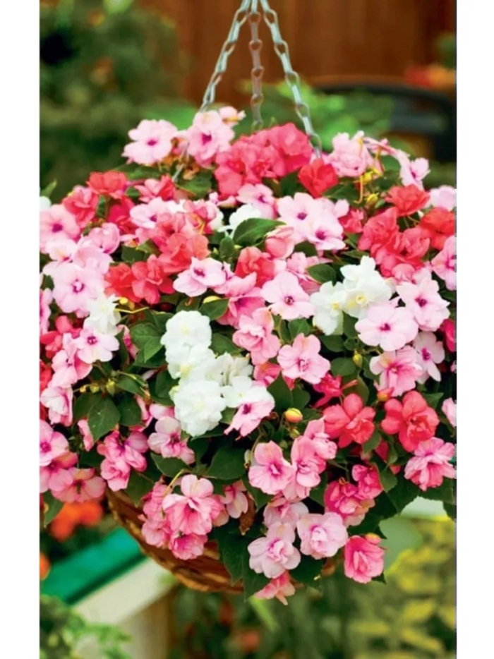 Бальзамин уоллера махровый