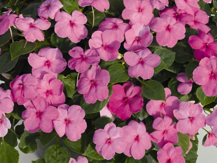 Бальзамин розовый