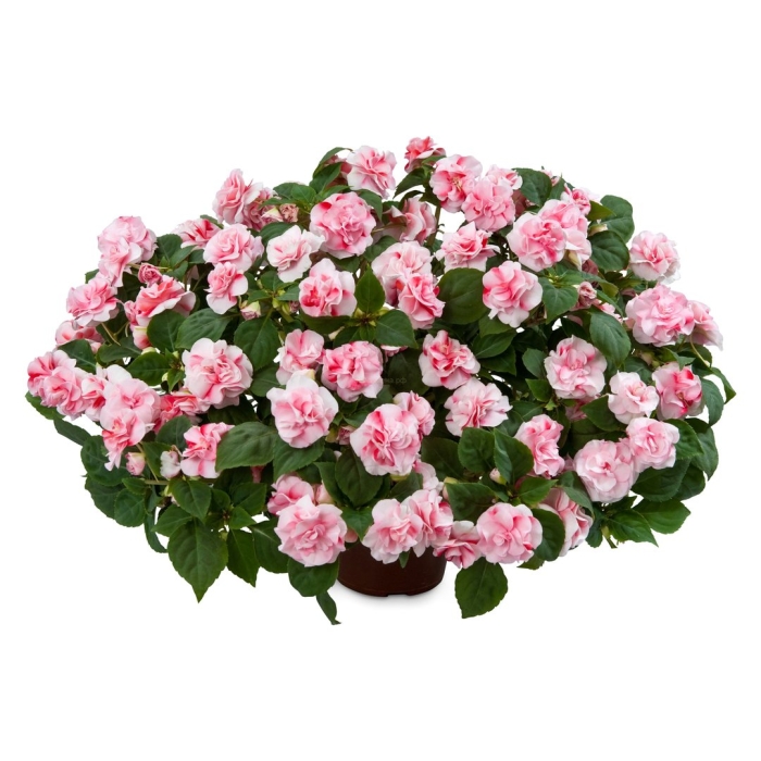 Бальзамин bicolor pink