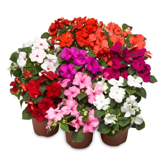 Бальзамин новогвинейский микс