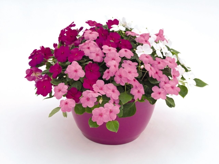 Бальзамин уоллера лоллипоп