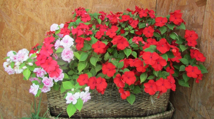 Комнатный бальзамин