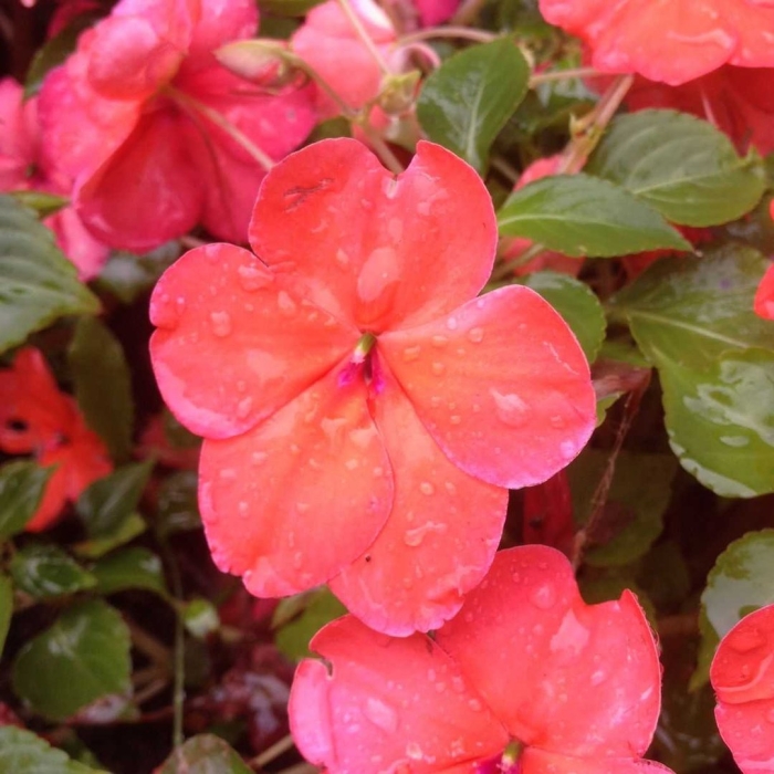 Бальзамин уоллера f1