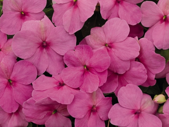 Бальзамин cherry