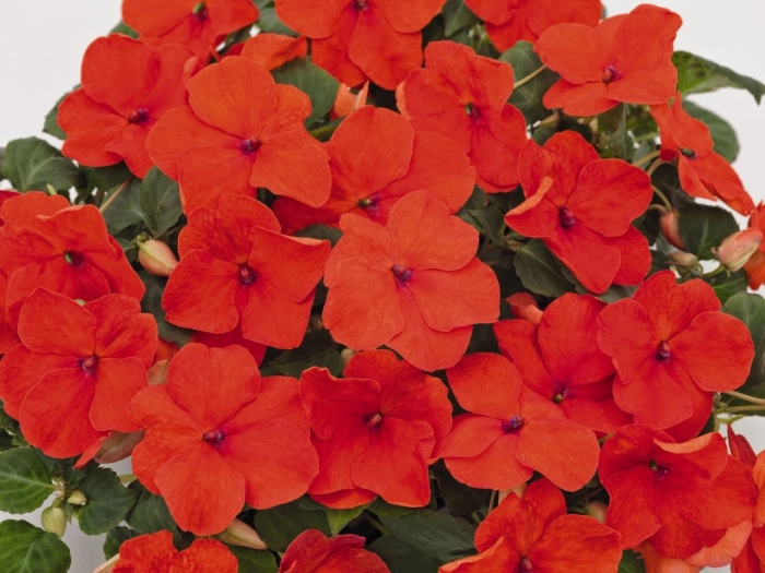 Бальзамин афина оранж