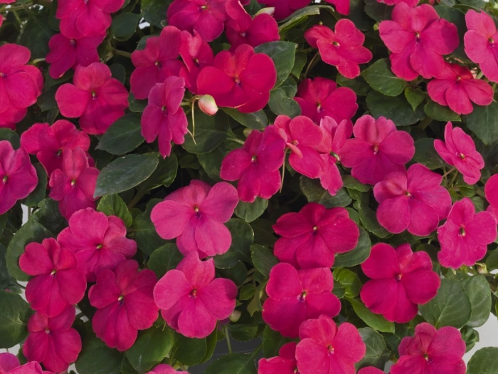 Бальзамин розовый