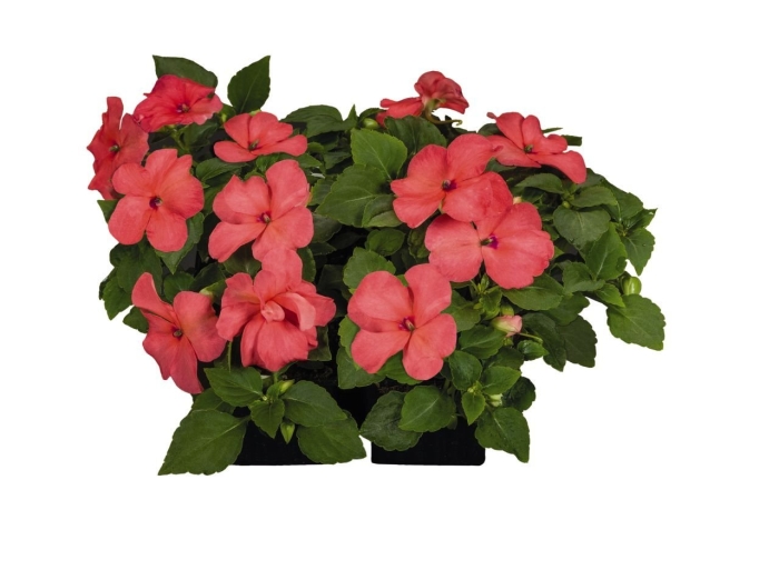 Бальзамин новогвинейский magnum