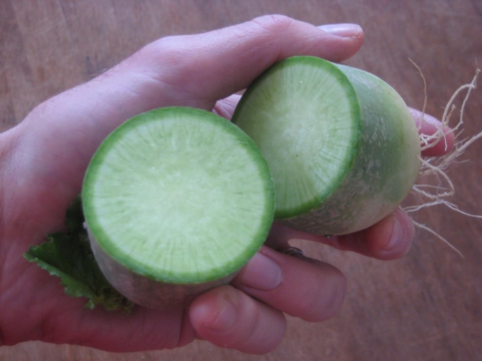 Редька зеленая маргеланская