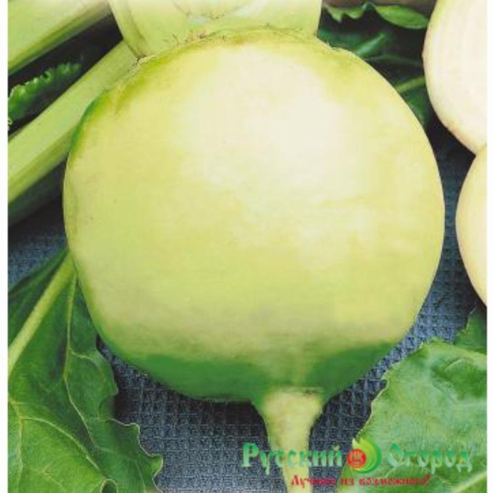 Редька китайская лоба маргеланская