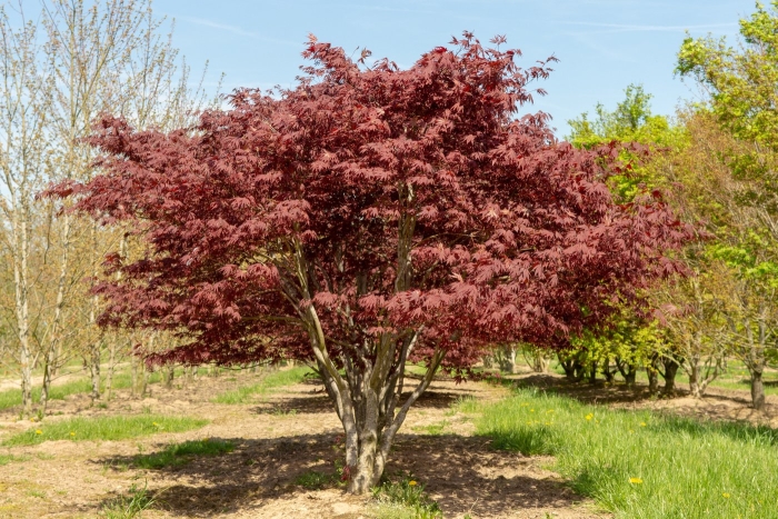 Клен acer palmatum atropurpureum