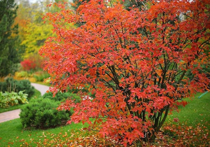 Ирга ламарка осенью
