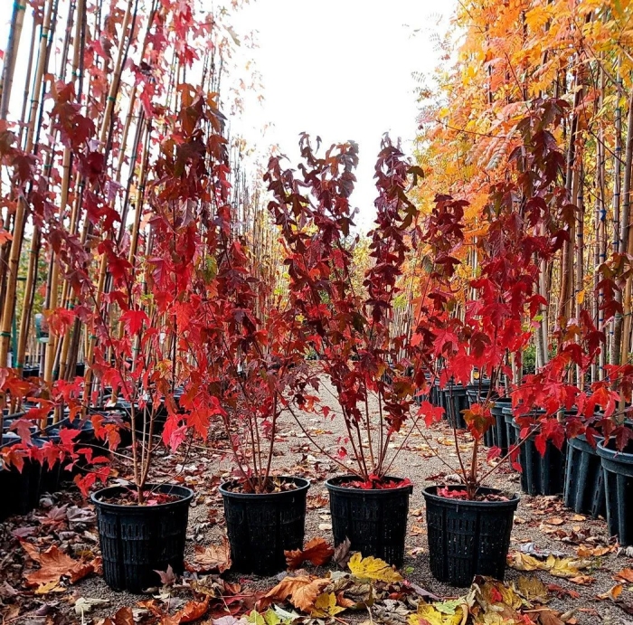 Клен гиннала саженец