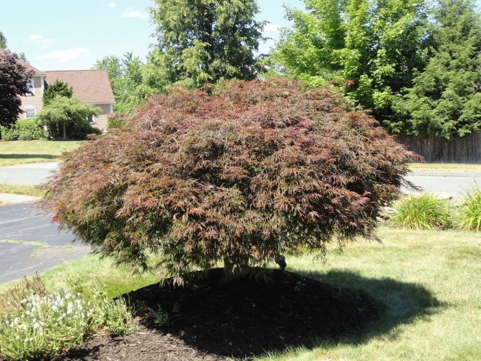 Acer palmatum crimson queen
