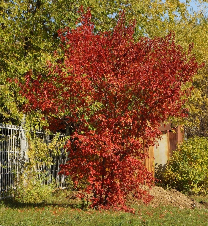 Клен гиннала куст