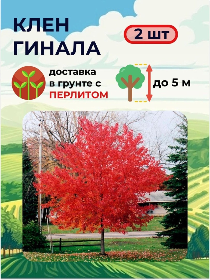 Клен гиннала диаметр кроны