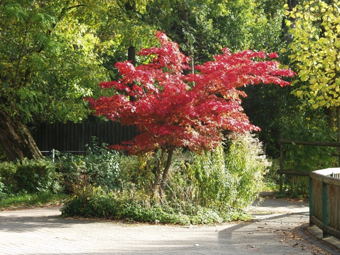Клен acer palmatum atropurpureum