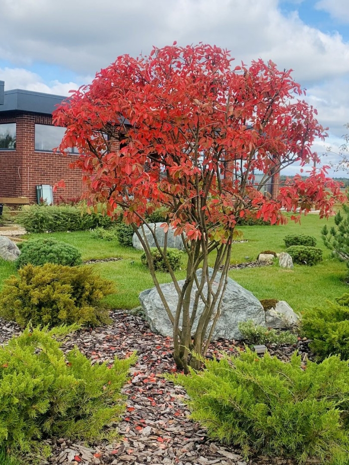 Клен гиннала в ландшафтном дизайне