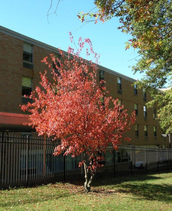 Acer rubrum red sunset