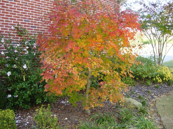 Клен гиннала кустовой