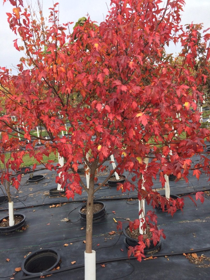 Клен гиннала дерево