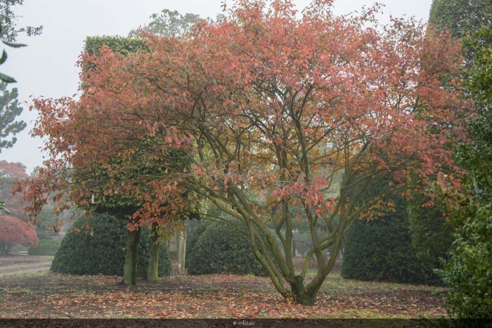 Ирга ламарка amelanchier lamarckii