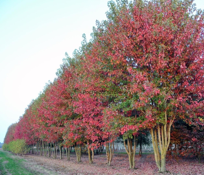 Клен красный кустовой