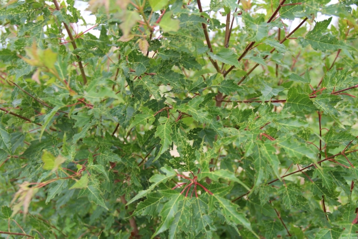 Клен приречный летом
