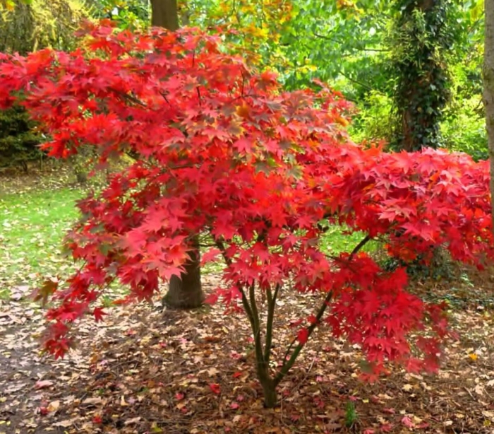 Acer palmatum