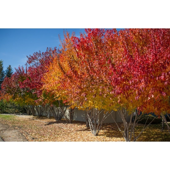 Клен гиннала осенью